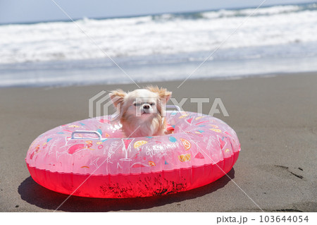 海辺で水着を着たチワワと浮き輪 海辺で水着を着たチワワと浮き輪 103644054
