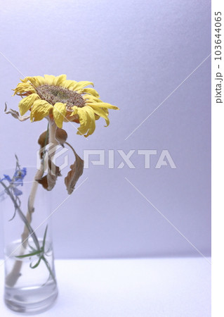 枯れたひまわり 枯れたひまわり 103644065
