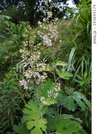 タケニグサの花 タケニグサの花 103644174