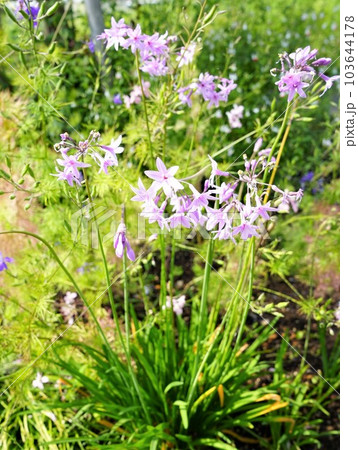 ルリフタモジの花 103644178