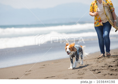 サーフボードを持った女性とラッシュガードを着た犬 103644198