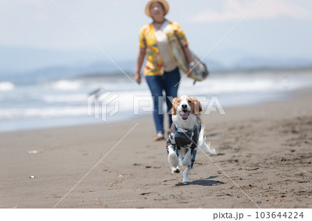 サーフボードを持った女性とラッシュガードを着た犬 サーフボードを持った女性とラッシュガードを着た犬 103644224