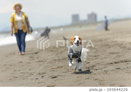 サーフボードを持った女性とラッシュガードを着た犬 103644226