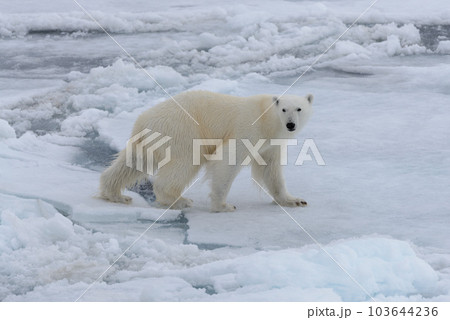 Wild polar bear on pack ice in Arctic sea 103644236