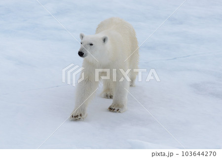 Wild polar bear on pack ice in Arctic sea Wild polar bear on pack ice in Arctic sea 103644270