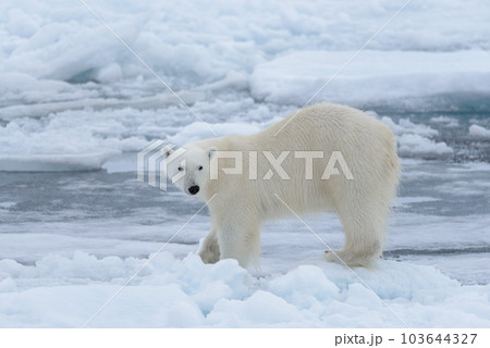 Wild polar bear on pack ice in Arctic sea close up Wild polar bear on pack ice in Arctic sea close up 103644327
