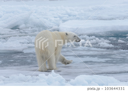 Wild polar bear on pack ice in Arctic sea close up 103644331