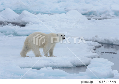 Wild polar bear on pack ice in Arctic sea close up 103644349