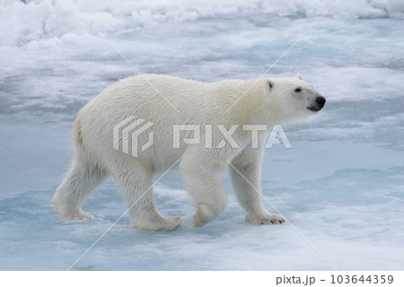 Wild polar bear on pack ice in Arctic sea Wild polar bear on pack ice in Arctic sea 103644359