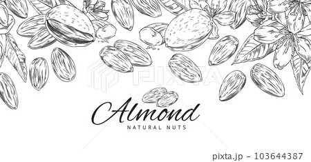 Hand drawn monochrome border with almonds sketch style 103644387