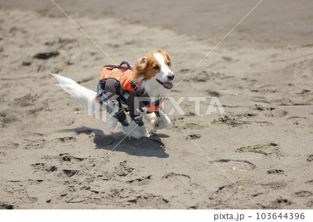 海辺でライフジャケットを着用して走る犬 海辺でライフジャケットを着用して走る犬 103644396