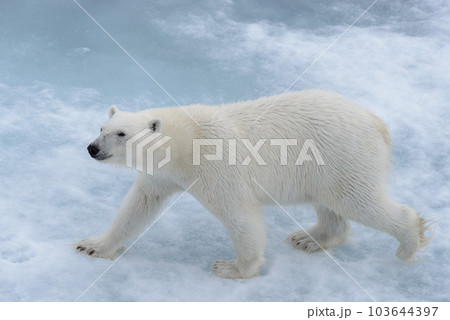 Wild polar bear on pack ice in Arctic sea close up 103644397