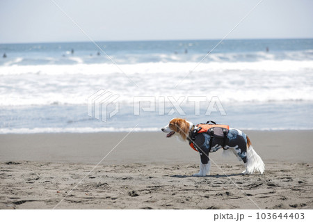 海辺でライフジャケットを着用して走る犬 海辺でライフジャケットを着用して走る犬 103644403
