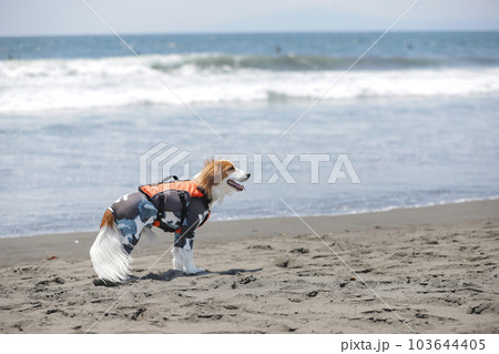 海辺でライフジャケットを着用して走る犬 海辺でライフジャケットを着用して走る犬 103644405
