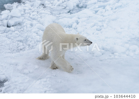 Wild polar bear on pack ice in Arctic sea 103644410