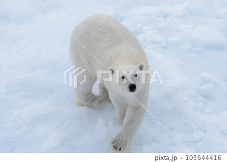 Wild polar bear on pack ice in Arctic sea from top, aerial view 103644416