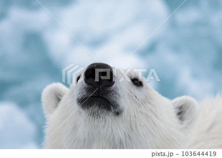 Polar bear's (Ursus maritimus) head close up 103644419