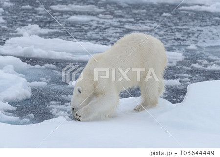 Wild polar bear on pack ice in Arctic sea close up Wild polar bear on pack ice in Arctic sea close up 103644449