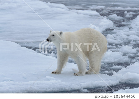 Wild polar bear on pack ice in Arctic sea close up Wild polar bear on pack ice in Arctic sea close up 103644450