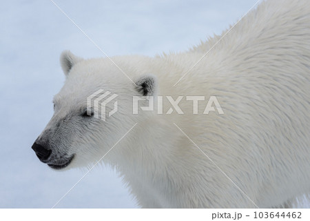 Polar bear's (Ursus maritimus) head close up Polar bear's (Ursus maritimus) head close up 103644462