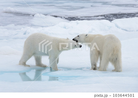 Two young wild polar bears playing on pack ice in Arctic sea 103644501