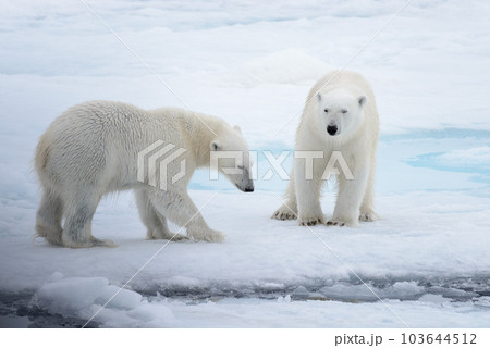 Two young wild polar bears playing on pack ice in Arctic sea Two young wild polar bears playing on pack ice in Arctic sea 103644512
