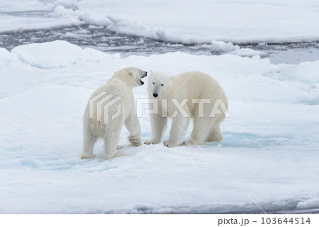 Two young wild polar bears playing on pack ice in Arctic sea, north of Svalbard 103644514