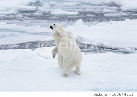 Two young wild polar bears playing on pack ice in Arctic sea, north of Svalbard Two young wild polar bears playing on pack ice in Arctic sea, north of Svalbard 103644515
