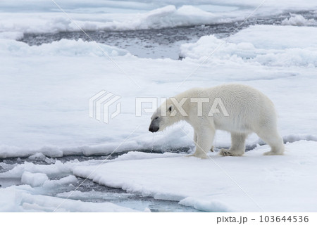 Two young wild polar bears playing on pack ice in Arctic sea, north of Svalbard 103644536