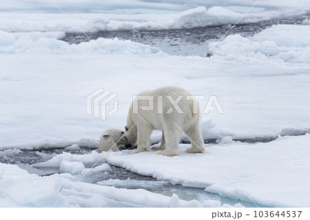 Two young wild polar bears playing on pack ice in Arctic sea, north of Svalbard 103644537