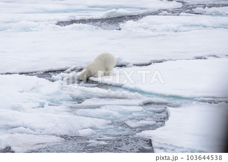 Two young wild polar bears playing on pack ice in Arctic sea, north of Svalbard 103644538