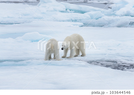 Two young wild polar bears playing on pack ice in Arctic sea, north of Svalbard 103644546