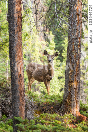 Mule Deer (Odocoileus hemionus) standing in the forest. Mule Deer (Odocoileus hemionus) standing in the forest. 103644724