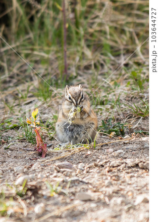 Chipmunk foraging on a grass eating bud. 103644727