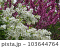 白の桜 103644764