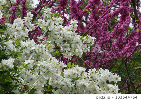 白の桜 103644764
