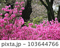 春の花 103644766