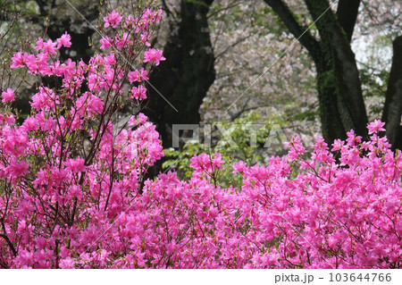 春の花 103644766