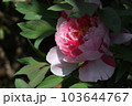日影の牡丹 103644767