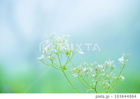 朝露のついた草 103644864
