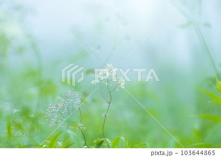 朝露のついた草 朝露のついた草 103644865