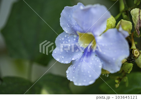 ベンガルヤハズカズラの水色の花 103645121