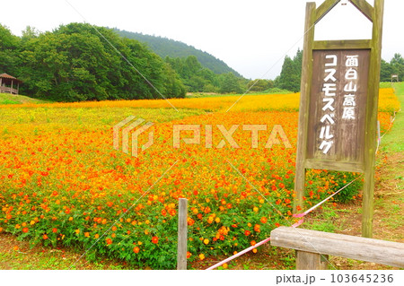 満開のコスモス 秋桜 満開のコスモス 秋桜 103645236