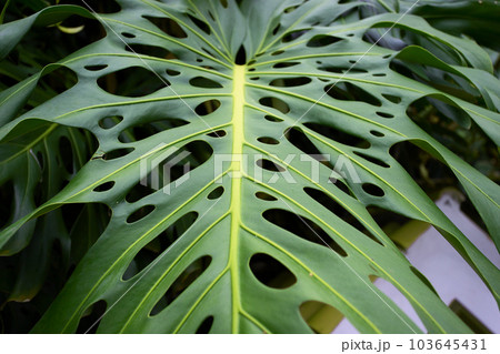 Tropical leaf texture 103645431