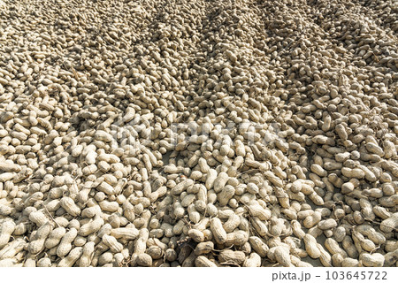 harvested fresh peanuts dry on the ground in Yunlin County, Taiwan. harvested fresh peanuts dry on the ground in Yunlin County, Taiwan. 103645722