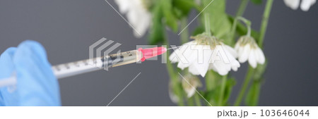Withered white chrysanthemum pierced with medical syringe closeup Withered white chrysanthemum pierced with medical syringe closeup 103646044
