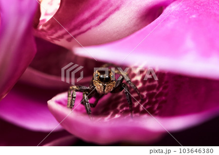 クモ 蜘蛛 スパイダー 103646380
