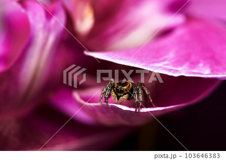 クモ 蜘蛛 スパイダー 103646383