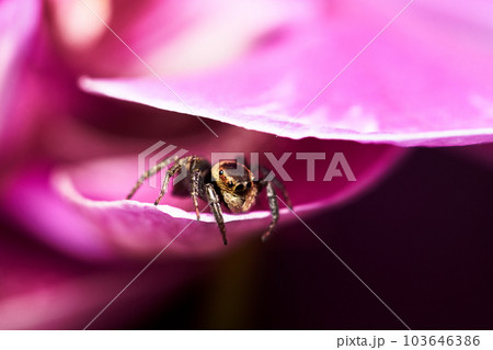 クモ 蜘蛛 スパイダー 103646386