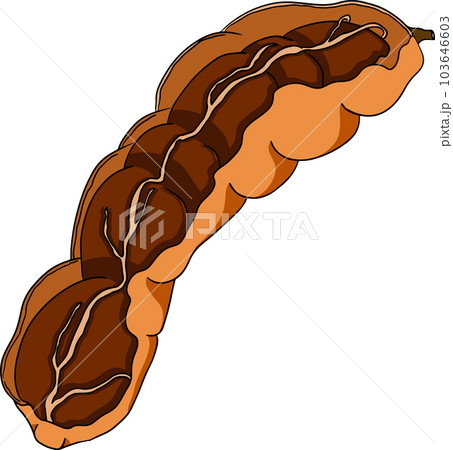 Hand drawn Tamarind, Tamarindus indica. Vector colored illustration. 103646603